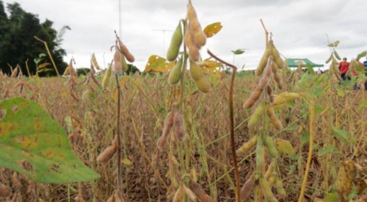 O período estabelecido para a semeadura da soja em Mato Grosso do Sul, que teve início no dia 16 de setembro - Foto obtida no site Capital News