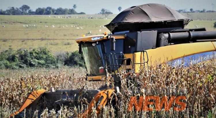 Clima favorável para colheita e bom preço animam produtores de milho. Foto: Hedio Fazan/Dourados News