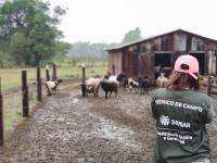 Sindicato Rural de Amambai promove aperfeiçoamento da ovinocultura