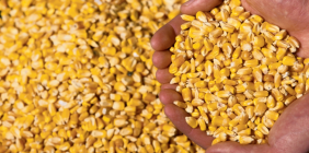 Cotações do milho abrem a quarta-feira estendendo ganhos na Bolsa Brasileira