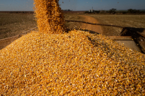Variação semanal do preço do milho é positiva no MS, mas outubro ainda registra recuo das cotações, diz Famasul