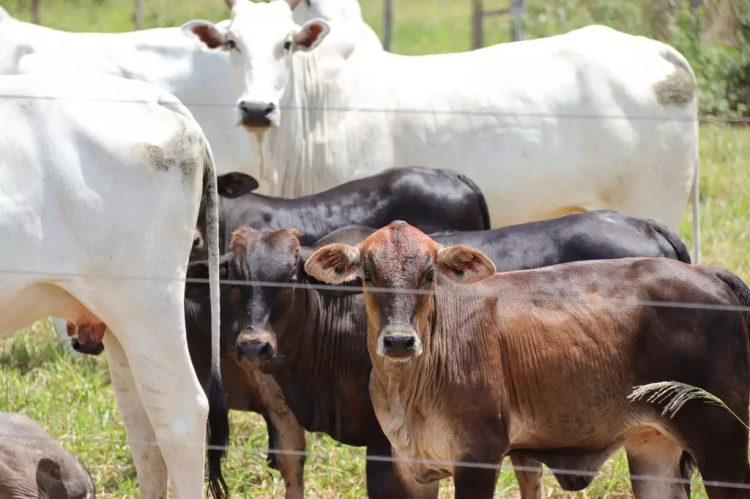 Rebanho bovino em propriedade de MS; queda na arroba do boi afeta outros segmentos da pecuária. (Semadesc - arquivo/CGNews)
