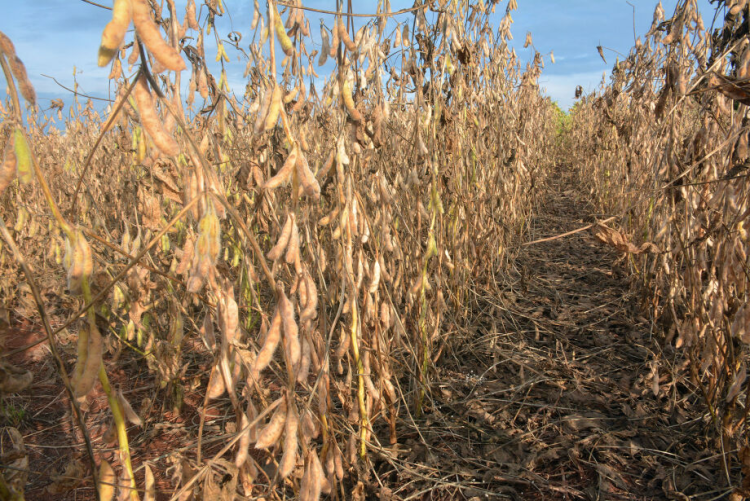 MS sai de uma produção recorde de 15 milhões de toneladas de soja na safra 2022/2023 para 12,9 milhões de toneladas no ciclo atual - Foto: Gerson Oliveira / Correio do Estado