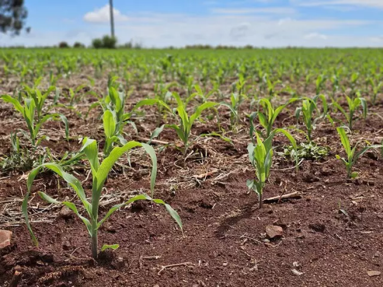 Lavoura de milho segunda safra cultivada em MS; cultivo entra na reta final no Estado. (Foto: Divulgação/Governo MS)