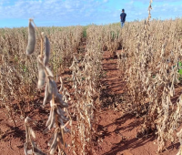 Seca em Mato Grosso do Sul castiga produtores